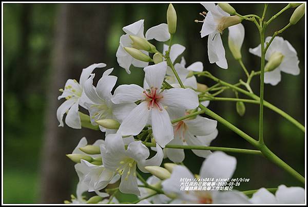 花蓮林務局南華工作站桐花-2020-03-66.jpg