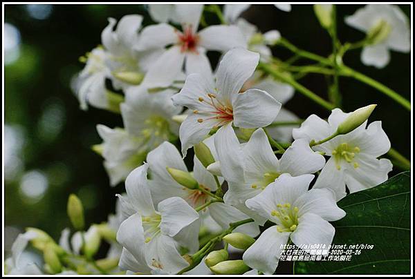 花蓮林務局南華工作站桐花-2020-03-67.jpg