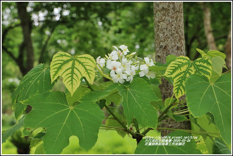 花蓮林務局南華工作站桐花-2020-03-64.jpg