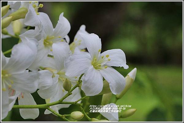 花蓮林務局南華工作站桐花-2020-03-65.jpg