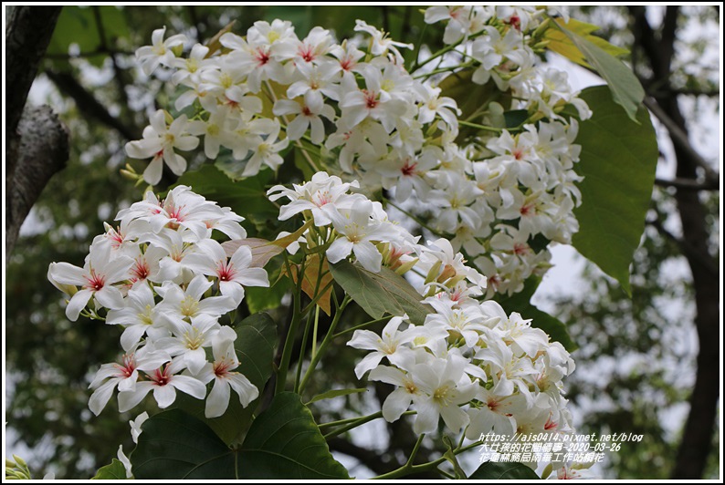 花蓮林務局南華工作站桐花-2020-03-76.jpg