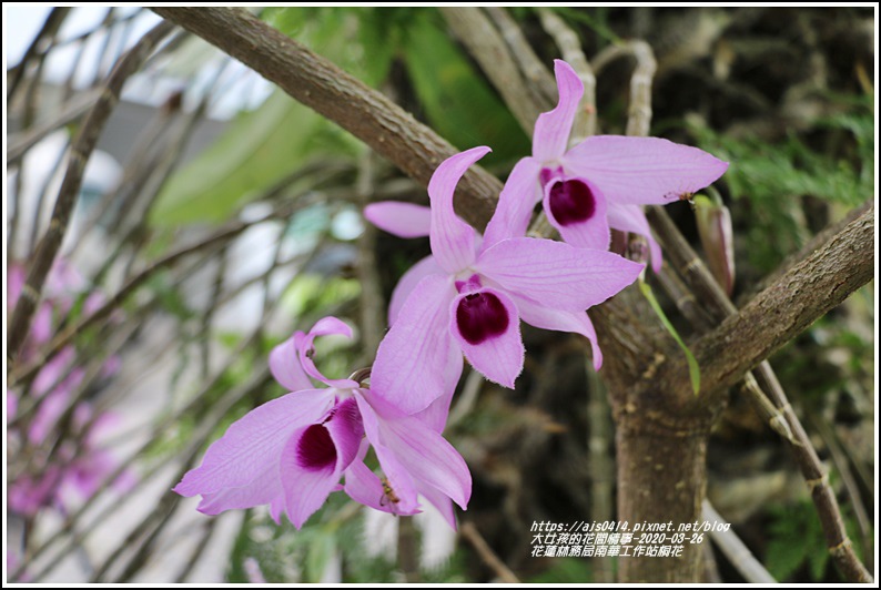 花蓮林務局南華工作站桐花-2020-03-85.jpg