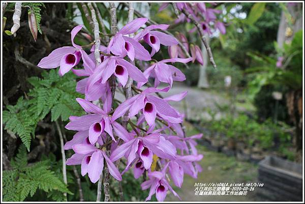 花蓮林務局南華工作站桐花-2020-03-84.jpg