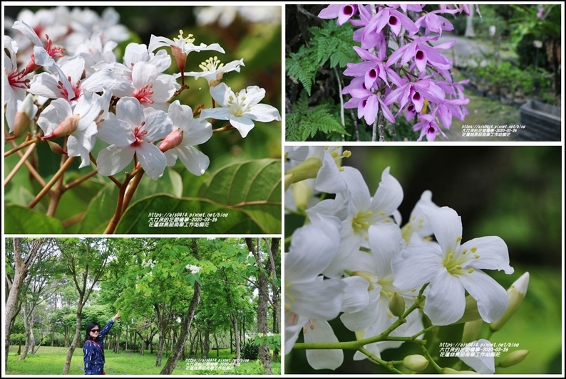 桐花步道,花蓮林務局南華工作站,油桐樹,文化資產,生態池,石斛,吉安鄉,花蓮,花蓮林務局,南華工作站,賞桐