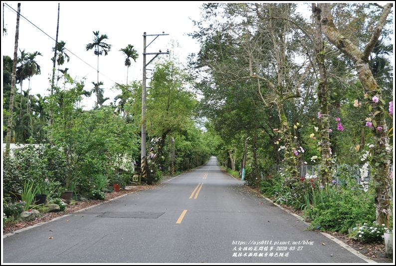 鳳林水源路楓香綠色隧道-2020-03-01.jpg