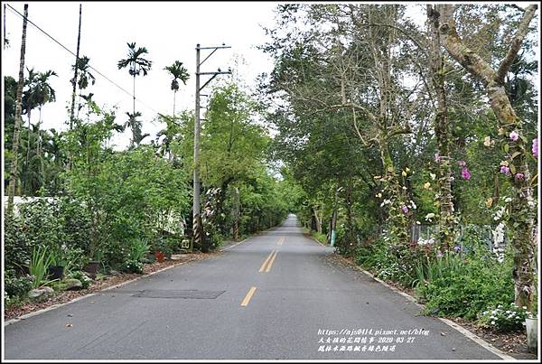 鳳林水源路楓香綠色隧道-2020-03-01.jpg