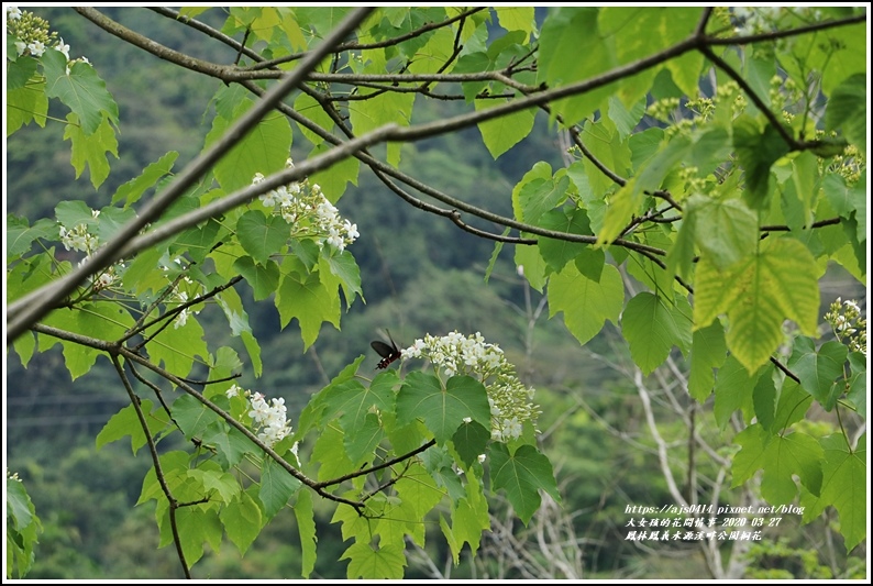 鳳林鳳義水源溪畔公園-2020-03-39.jpg