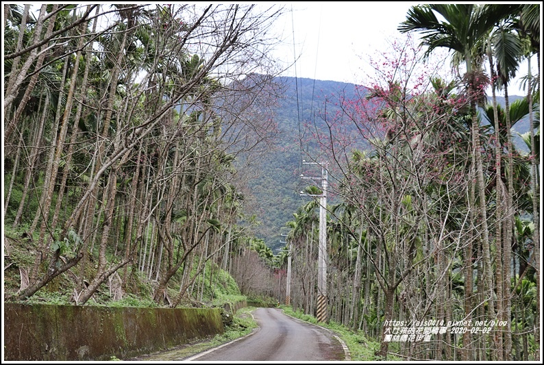 鳳林櫻花步道-2020-02-42.jpg