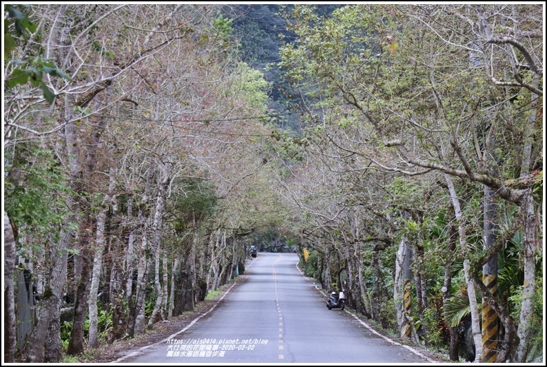 鳳林水源路楓香步道-2020-02-12.jpg