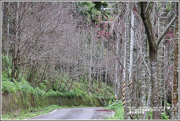 鳳林櫻花步道-2020-02-41.jpg