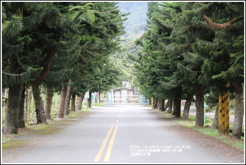 鳳林櫻花步道-2020-02-47.jpg