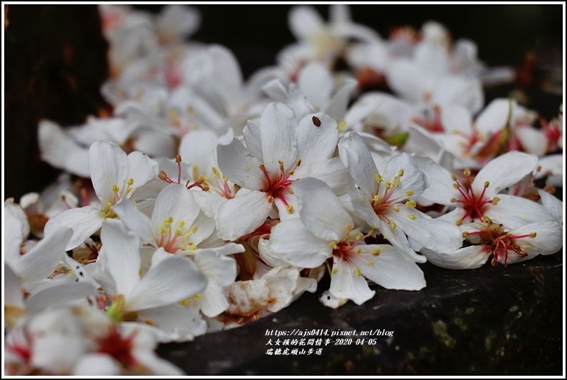 瑞穗虎頭山步道-2020-04-42.jpg