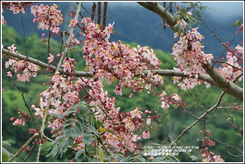 萬榮社區停車場花旗木-2020-04-04.jpg