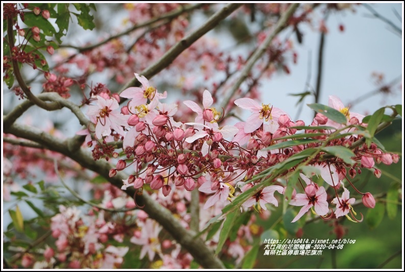 萬榮社區停車場花旗木-2020-04-08.jpg