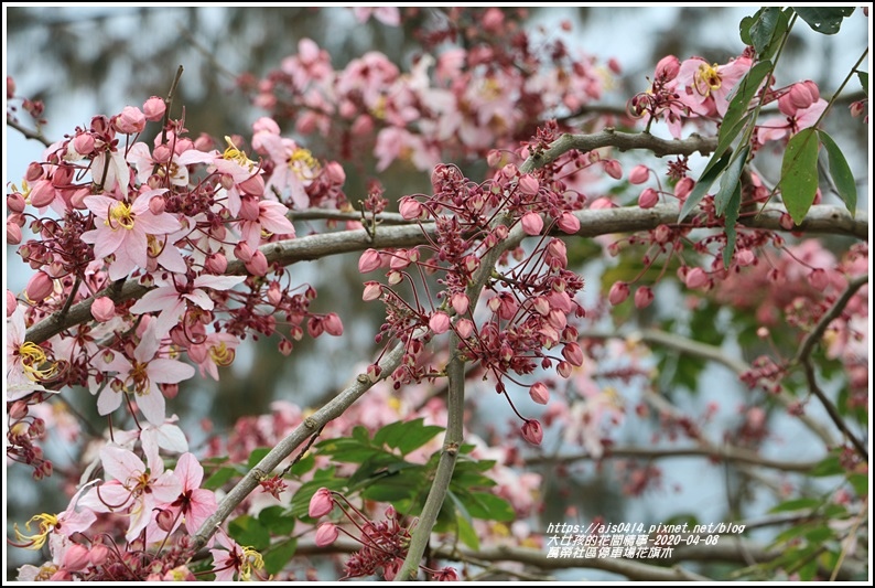 萬榮社區停車場花旗木-2020-04-07.jpg