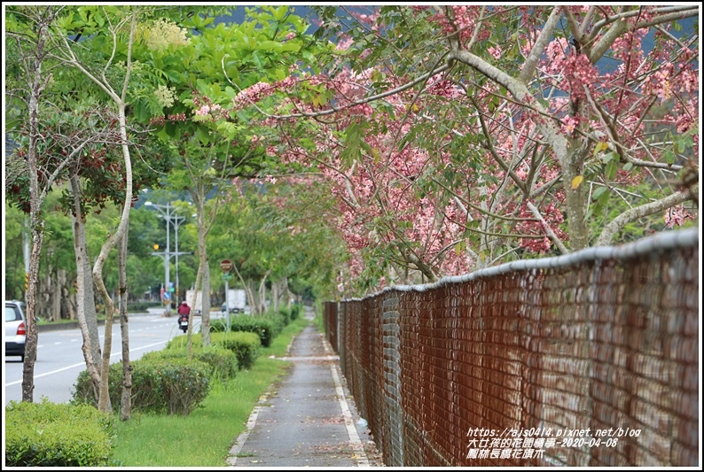 鳳林長橋花旗木-2020-04-01.jpg