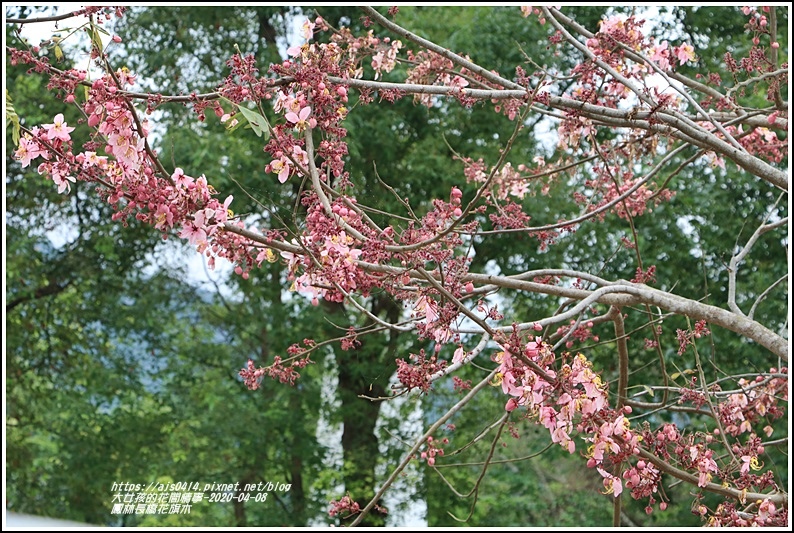 鳳林長橋花旗木-2020-04-04.jpg