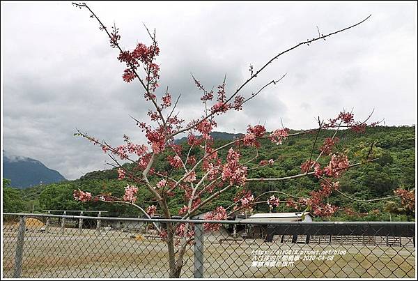 鳳林長橋花旗木-2020-04-11.jpg