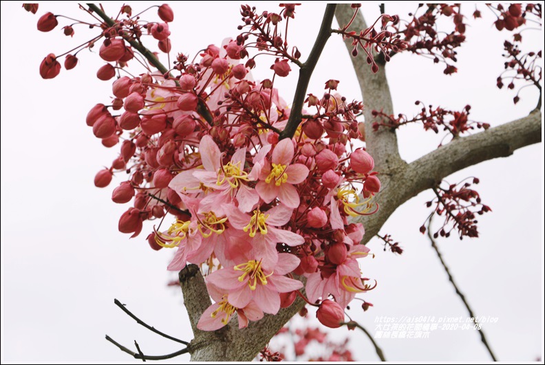 鳳林長橋花旗木-2020-04-12.jpg