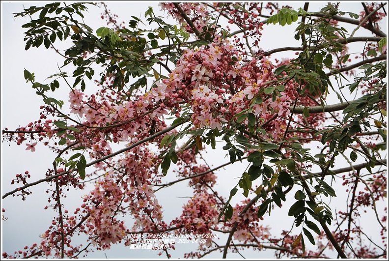 鳳林長橋花旗木-2020-04-14.jpg