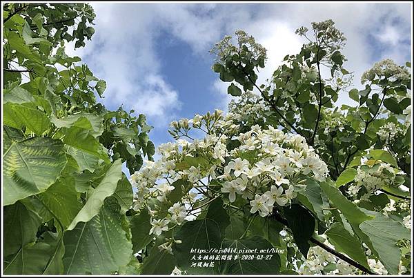 瑞穗河堤桐花-2020-03-10.jpg