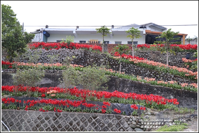 富里石碑村孤挺花-2020-04-01.jpg