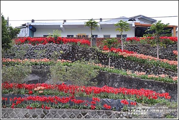 富里石碑村孤挺花-2020-04-02.jpg