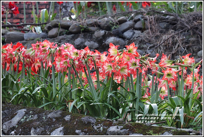 富里石碑村孤挺花-2020-04-07.jpg