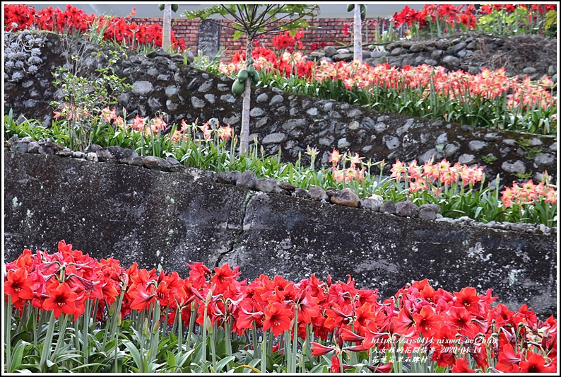 富里石碑村孤挺花-2020-04-05.jpg