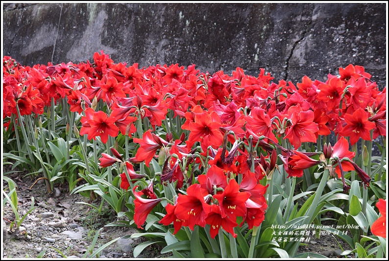 富里石碑村孤挺花-2020-04-11.jpg