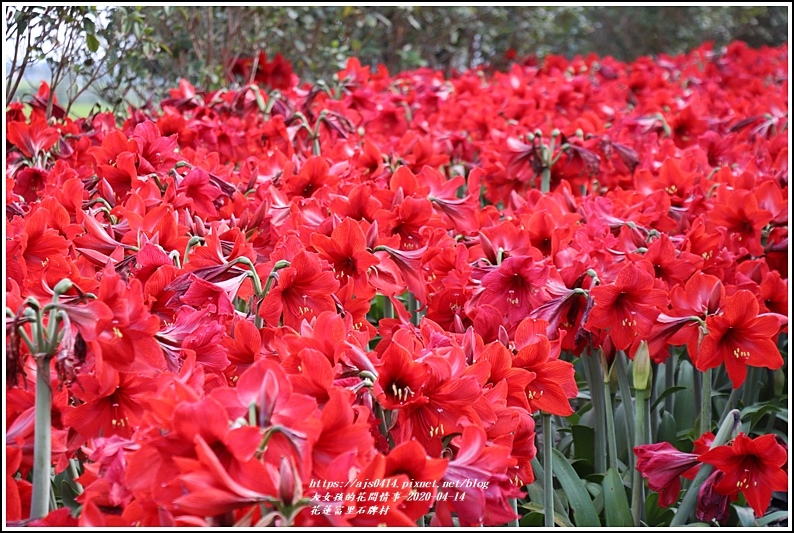 富里石碑村孤挺花-2020-04-14.jpg