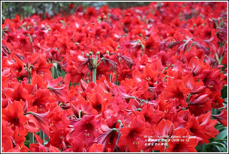 富里石碑村孤挺花-2020-04-12.jpg