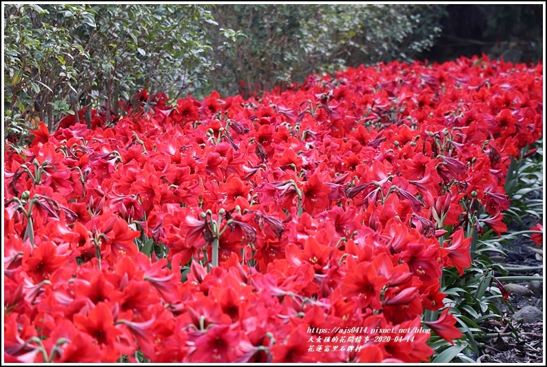 富里石碑村孤挺花-2020-04-10.jpg