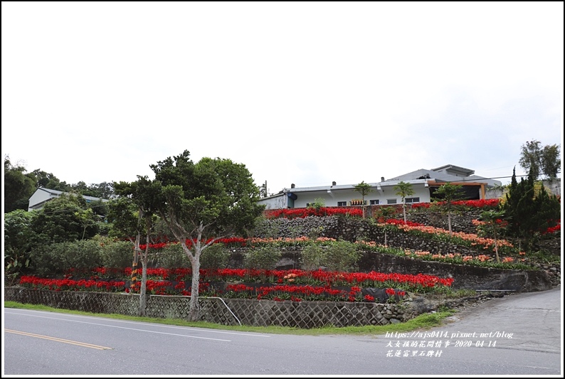 花蓮富里鄉,孤挺花,石牌村,台9線297K,春天百花,孤娘,潘先生民宅,花蓮,富里鄉