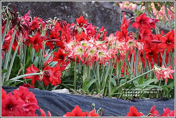 富里石碑村孤挺花-2020-04-26.jpg