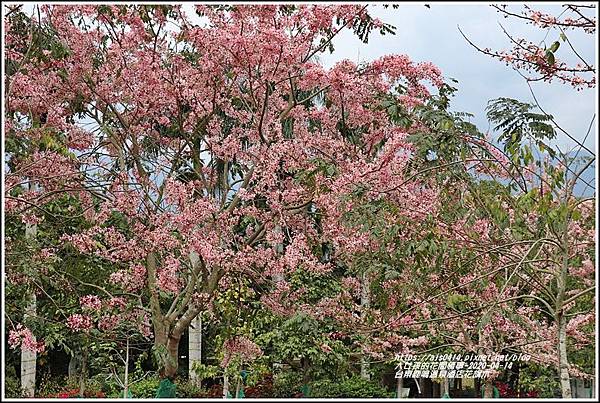 台東鹿鳴溫泉酒店花旗木-2020-04-05.jpg