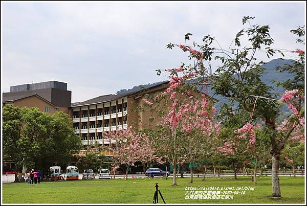 台東鹿鳴溫泉酒店花旗木-2020-04-02.jpg