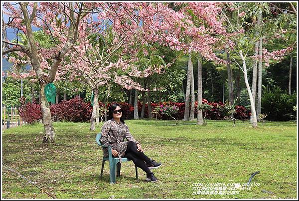 台東鹿鳴溫泉酒店花旗木-2020-04-19.jpg