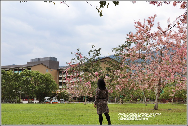 鹿鳴溫泉酒店,花旗木,櫻花季,桃紅陣雨樹,台東旅遊,鹿野鄉,賞花景點,台東,2020年鹿鳴花旗木櫻花季,鹿野