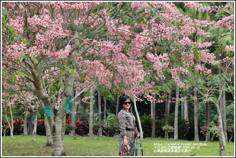 台東鹿鳴溫泉酒店花旗木-2020-04-22.jpg