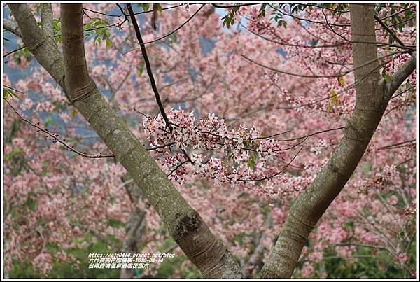 台東鹿鳴溫泉酒店花旗木-2020-04-36.jpg