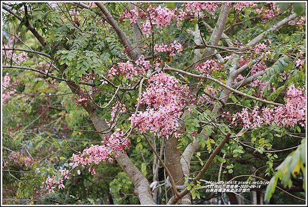 台東鹿鳴溫泉酒店花旗木-2020-04-39.jpg