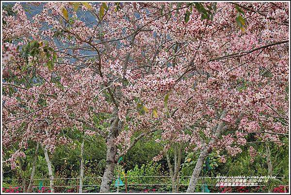 台東鹿鳴溫泉酒店花旗木-2020-04-37.jpg