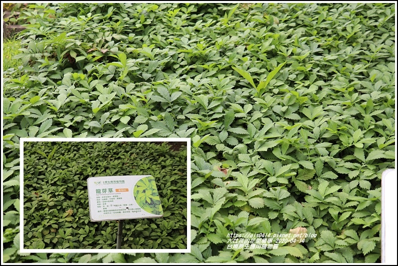 台東原生應用植物園-2020-04-11.jpg