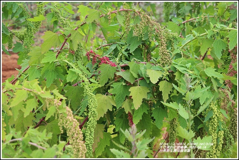 台東原生應用植物園-2020-04-22.jpg