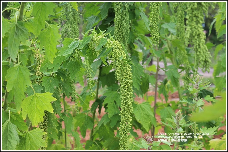 台東原生應用植物園-2020-04-23.jpg