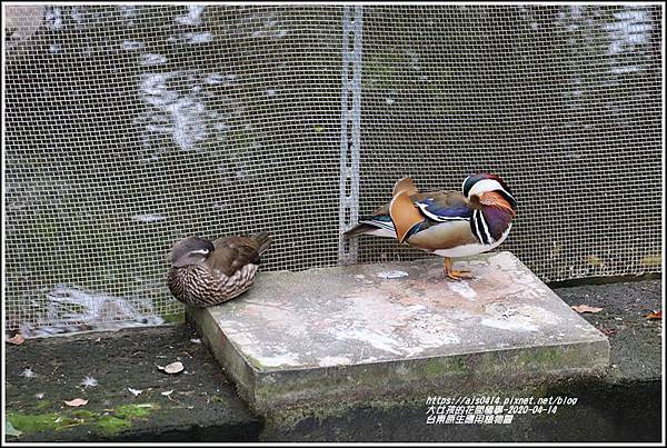 台東原生應用植物園-2020-04-55.jpg