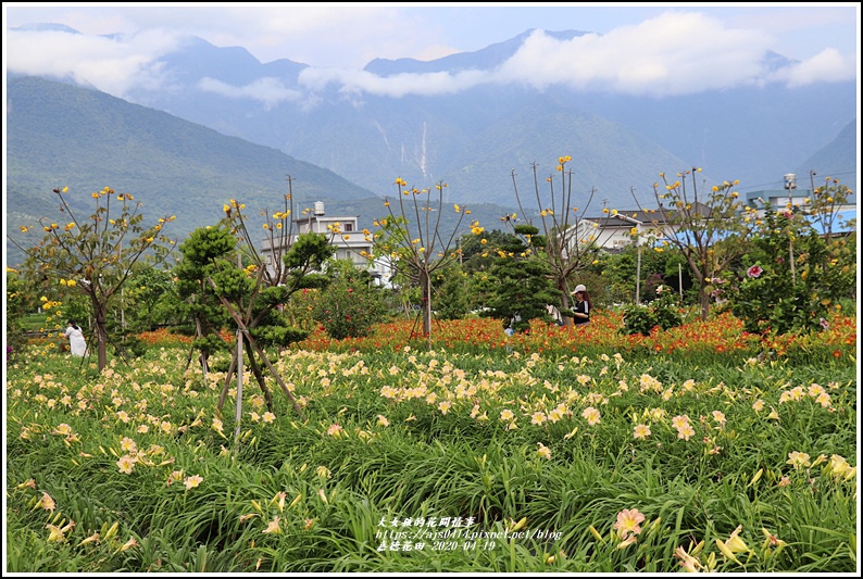 嘉德萱草花田-2020-04-11.jpg