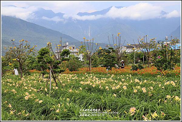 嘉德萱草花田-2020-04-11.jpg