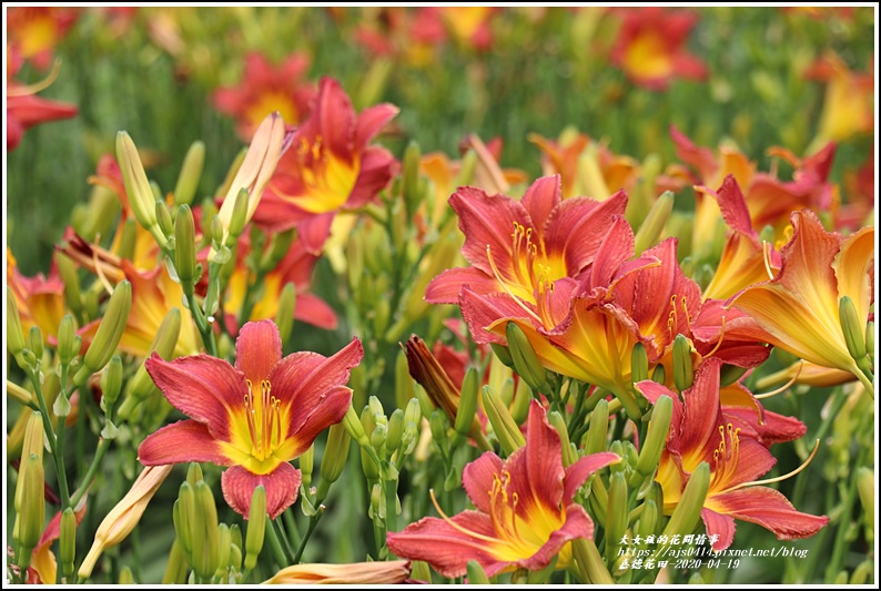 嘉德萱草花田-2020-04-09.jpg